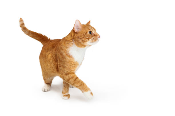 Orange Tabby Cat Walking to Side Paw Extended stock photo