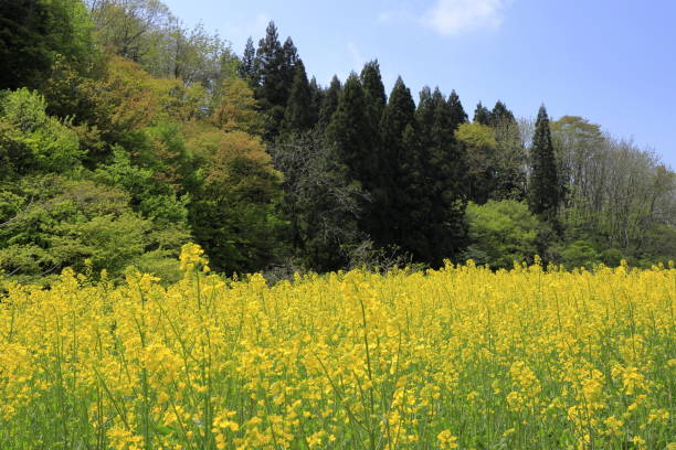 campo de colza a principios de la primavera de japón - mustard plant mustard field clear sky sky fotografías e imágenes de stock