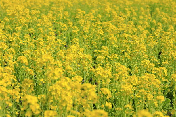 campo de colza a principios de la primavera de japón - mustard plant mustard field clear sky sky fotografías e imágenes de stock