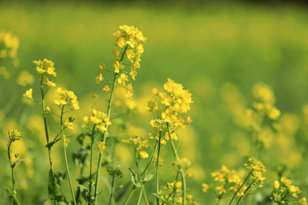 campo de colza a principios de la primavera de japón - mustard plant mustard field clear sky sky fotografías e imágenes de stock