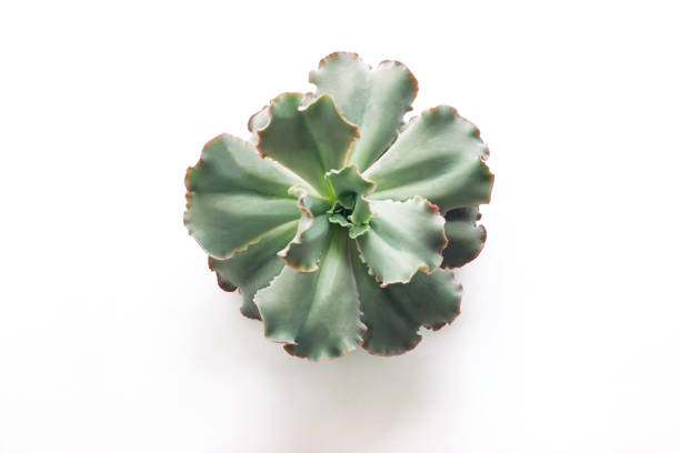o cacto é uma planta do succulent isolada no branco. - agave cactus natural pattern pattern - fotografias e filmes do acervo