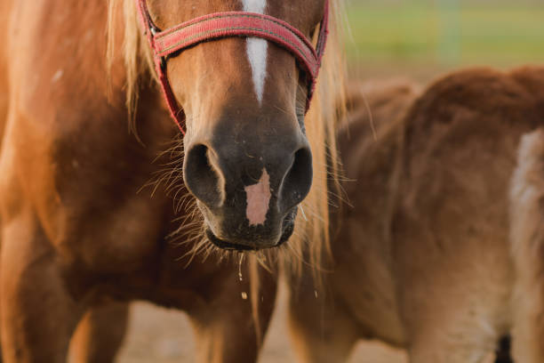 istock Brown horse mouth close up 1149343153