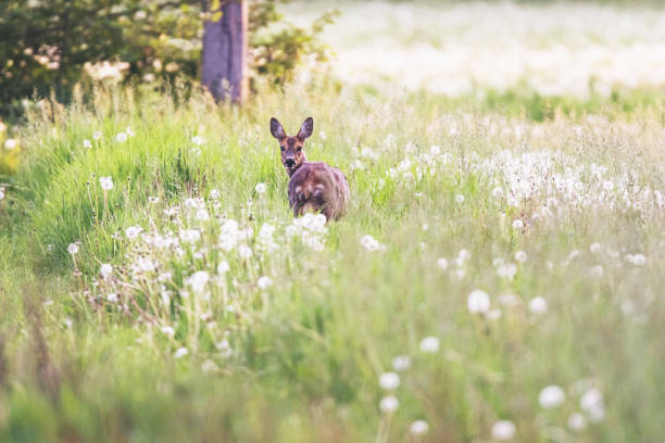 istock Roe deer in meadow with dandelions. 1149343773
