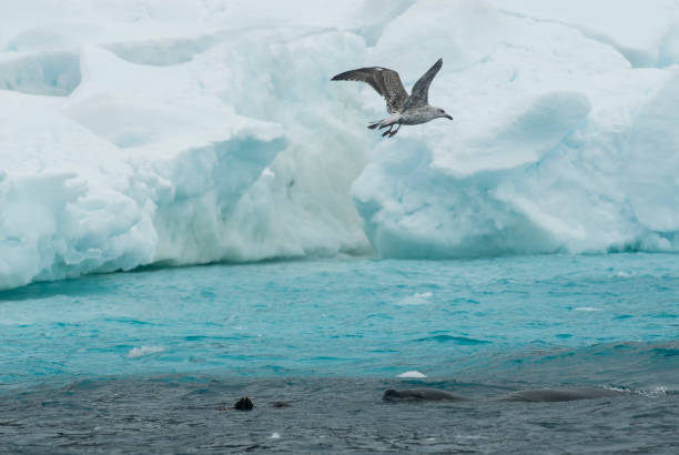 istock Iceberg Antartic landescape 1149345098