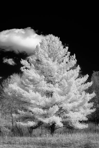 istock White Pine forest in early Spring in Minnesota 1149345173
