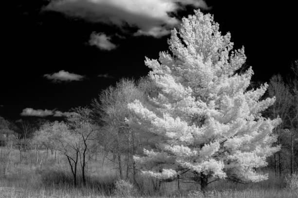 istock White Pine forest in early Spring in Minnesota 1149345210