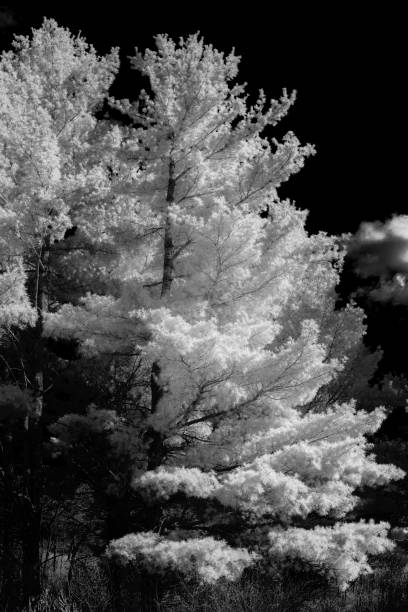 istock White Pine forest in early Spring in Minnesota 1149345280