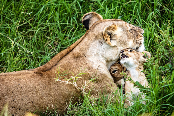 young cubs rub up against mom