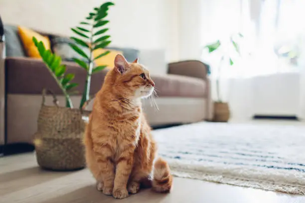 Photo of Ginger cat sitting on floor in cozy living room. Interior decor