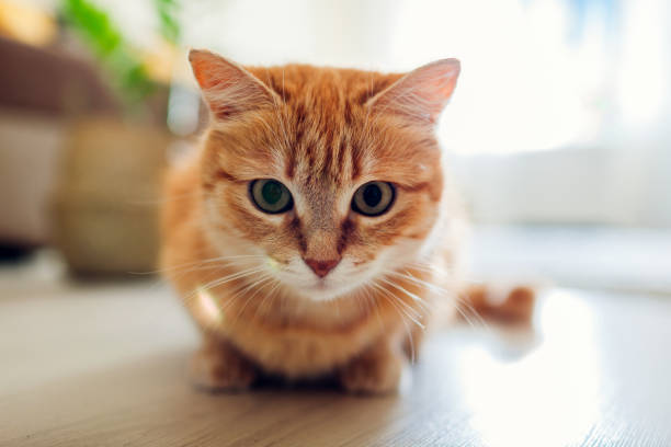 istock Ginger cat sitting on floor in living room and looking at camera 1149347249