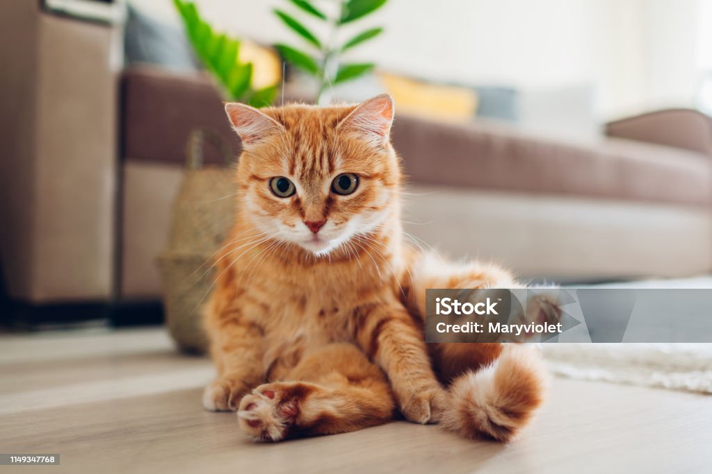 Ginger cat sitting on floor in living room and looking at camera. Funny pet pose Ginger cat sitting on floor in living room and looking at camera after cleaning itself. Funny pet pose Domestic Cat Stock Photo
