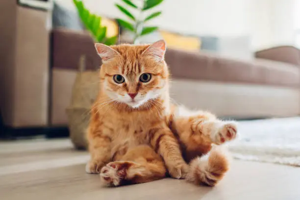 Photo of Ginger cat sitting on floor in living room and looking at camera. Funny pet pose
