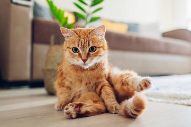 แมวขิงนั่งอยู่บนพื้นในห้องนั่งเล่นและมองไปที่กล้อง ท่าสัตว์เลี้ยงตลก - แมวส้ม ภาพสต็อก ภาพถ่ายและรูปภาพปลอดค่าลิขสิทธิ์