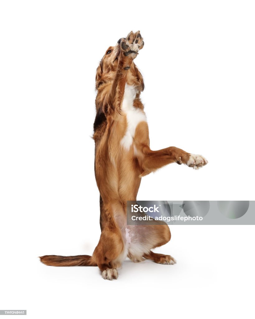 Large Brown Dog Begging Raising Paw Large brown mixed breed dog sitting up raising paw to beg Animal Tricks Stock Photo