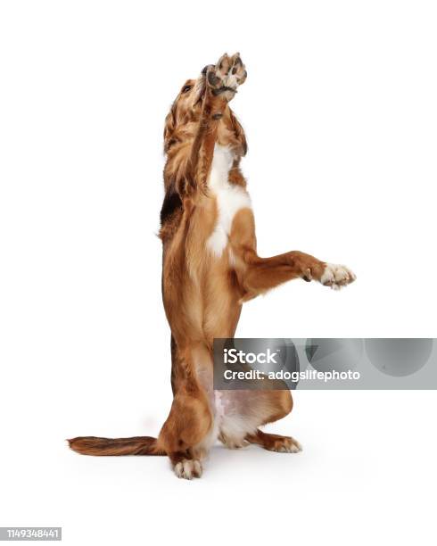 Large Brown Dog Begging Raising Paw Stock Photo - Download Image Now - Animal Tricks, Golden Retriever, Animal