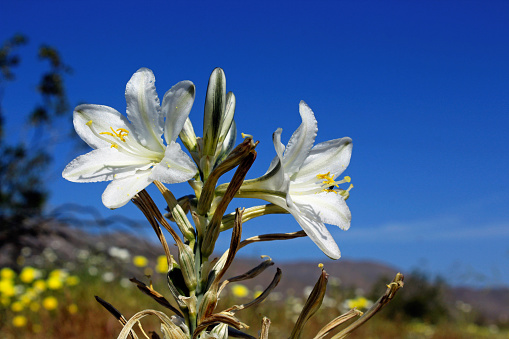 White flower of Desert Lily in Anza Borrego Desert State Park, California. Hesperocallis undulata, Mojave and Sonoran deserts of southeastern California, western Arizona and northwestern Mexico. Grow in sandy desert.