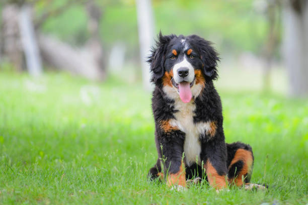 Cute puppy Baby bernese mountain dog, 5 months old bernese mountain dog photos stock pictures, royalty-free photos & images