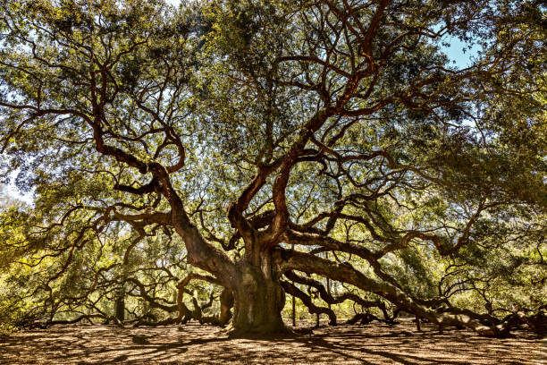 istock Angel Oak Tree on John