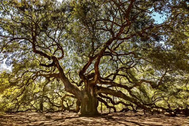 Photo of Angel Oak Tree on John
