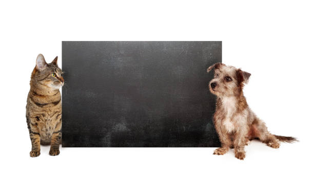istock Shaggy Dog and Cat With Chalk Board 1149351972