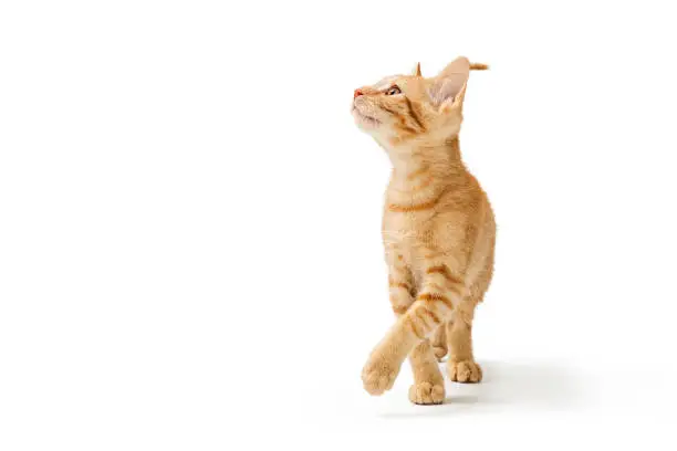 Photo of Cute Orange Kitten Walking Looking Up Side