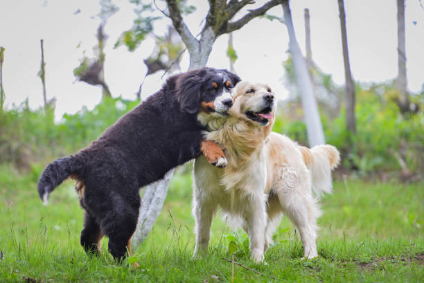 istock The best friends 1149352040