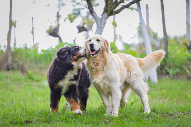 Golden retriever and baby bernese mountain dog play on the meadow