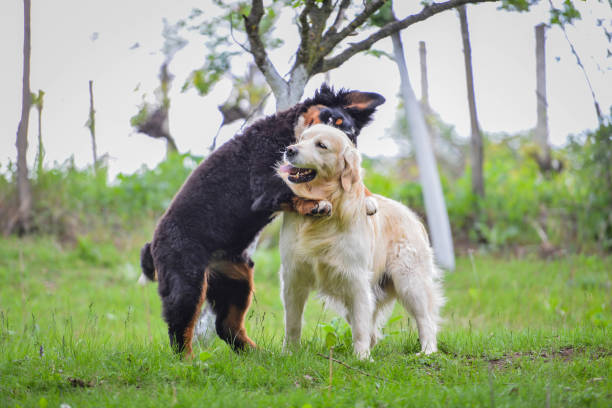 Golden retriever and baby bernese mountain dog play on the meadow