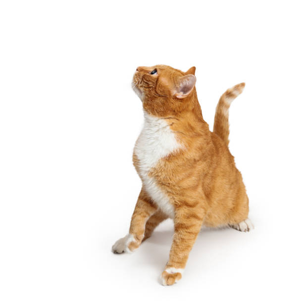 istock Attentive Orange Tabby Cat Sitting  Looking Side 1149353669
