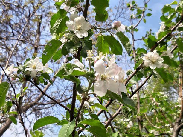 istock Photo. Floral background, spring bloom closeup. Spring flowers on branch 1149353726