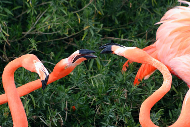 istock American flamingos 