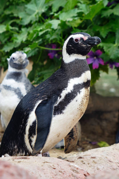 istock Banded penguins, close up portrait 1149353772