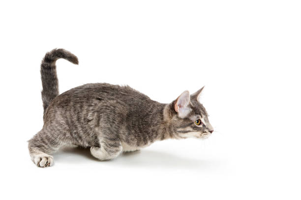 istock Funny Playful Kitten Ready to Pounce 1149355646