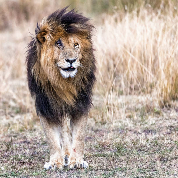 istock Scarface the Lion King 1149355692