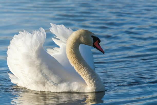 istock Male Mute Swan Swimming 1149355856