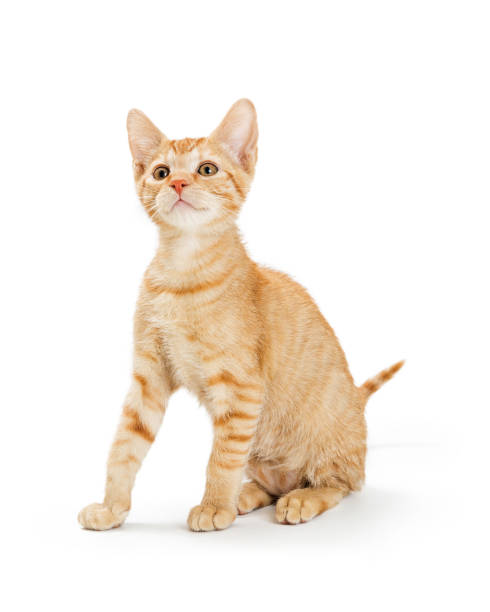 istock Cute Young Orange Striped Tabby Kitten 1149357404