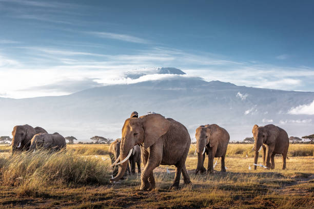 Herd of African Elephants in Front of Kilimanjaro Herd of large African elephants walking in front of Mount Kilimanjaro in Amboseli, Kenya Africa wildlife stock pictures, royalty-free photos & images
