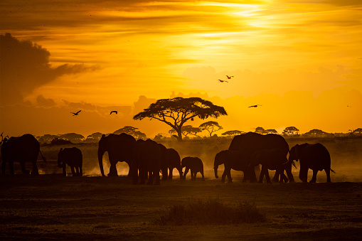 Large herd of African elephants walking through Amboseli, Kenya Africa at golden hour sunset