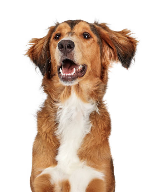 istock Excited Happy Large Mixed Breed Dog Closeup 1149359491