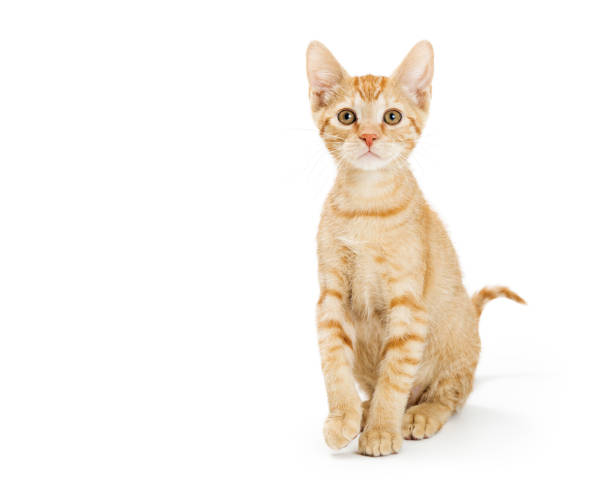 istock Cute Young Orange Tabby Kitten Sitting Tall 1149359539