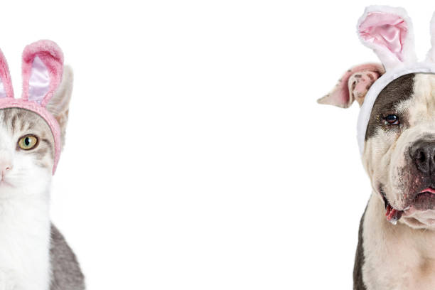 Dog and cat wearing Easter bunny rabbit ears. Closeup of faces cropped in half with room for text in white background.