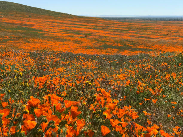 istock California Poppy Superbloom 1149360783