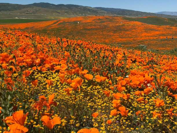 istock California Poppy Superbloom 1149360856