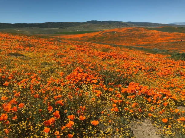 istock California Poppy Superbloom 1149360884