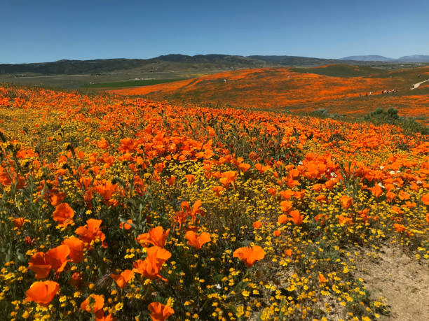 istock California Poppy Superbloom 1149360898
