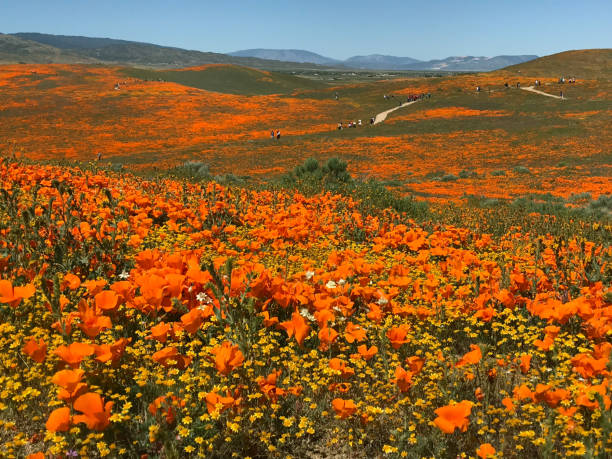 istock California Poppy Superbloom 1149360928