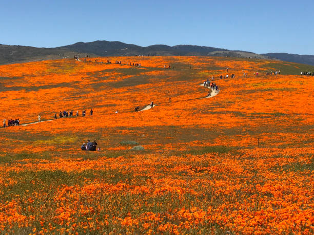 California Poppy Superbloom Flowers, 2019 Superbloom, Poppies, Antelope Valley antelope valley poppy reserve stock pictures, royalty-free photos & images