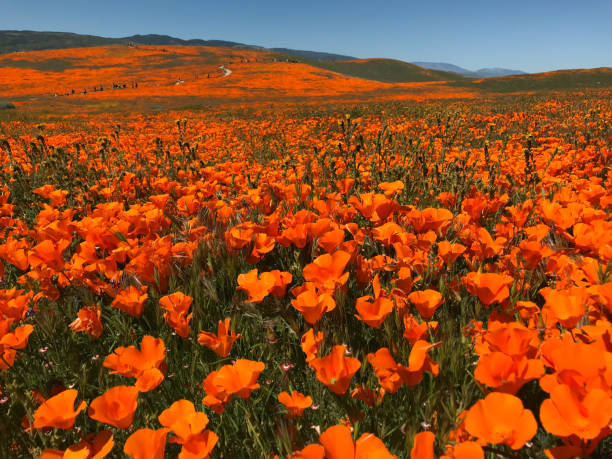 istock California Poppy Superbloom 1149361118