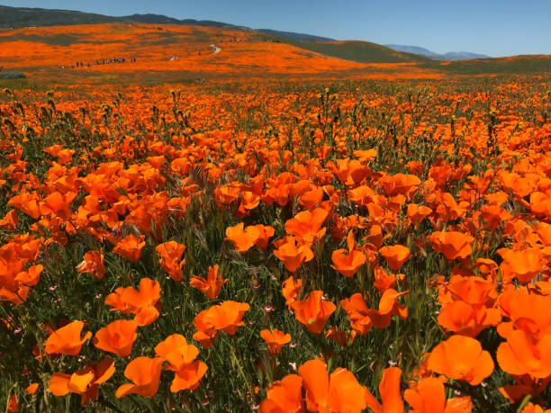 istock California Poppy Superbloom 1149361121