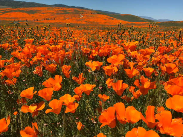 istock California Poppy Superbloom 1149361135